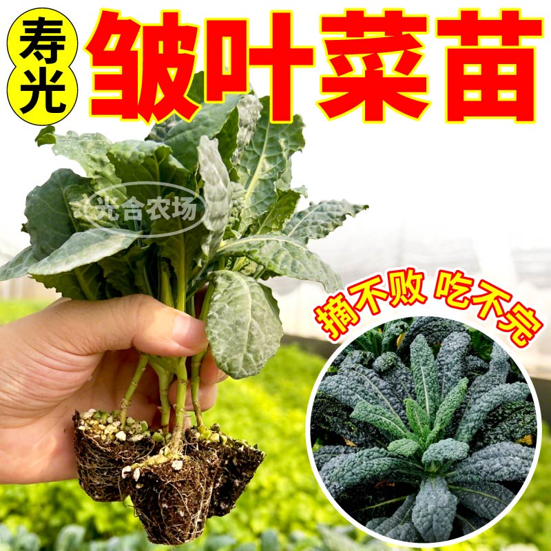 高产皱叶菜苗秧耐寒高产蓝紫粉绿羽衣甘蓝苗种子营养丰富盆栽小院 - 图1