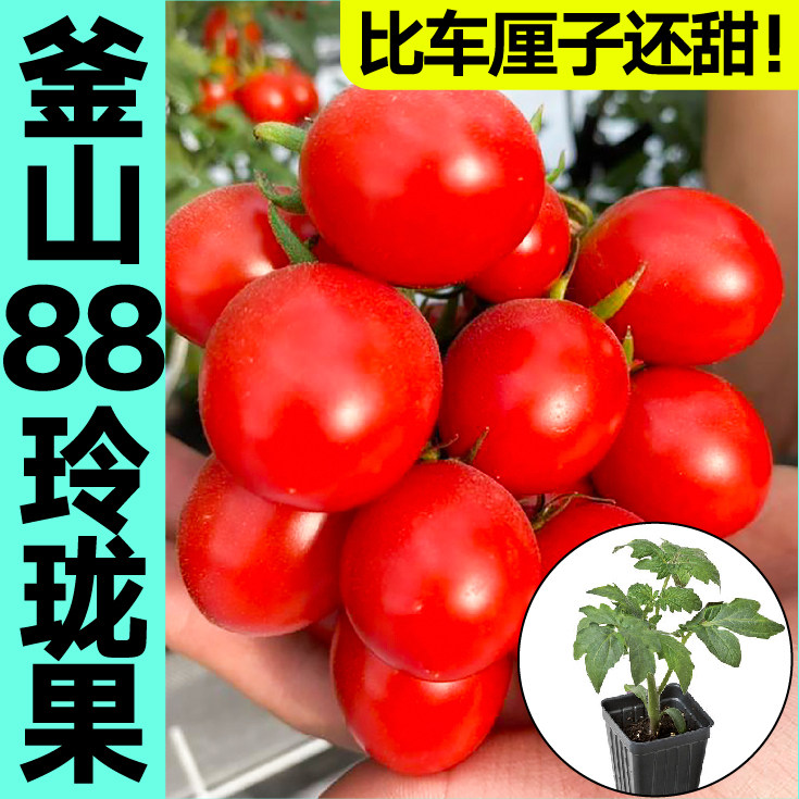 超甜正宗釜山88番茄苗秧带土球红樱桃西红柿圣女果种子阳台盆栽苗,淘宝优惠券,粉丝福利购,淘宝优惠卷