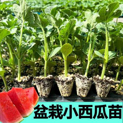 寿光超甜蜂蜜西瓜秧苗黄皮盆栽小西瓜黄瓤西瓜种子四季高产阳台籽 - 图1