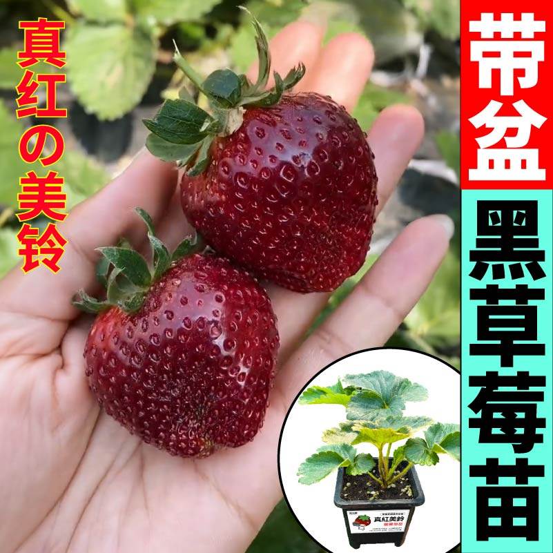 真红美玲草莓苗秧原盆大苗超甜浓香红颜章姬红白黑果草莓阳台小院,淘宝优惠券,粉丝福利购,淘宝优惠卷