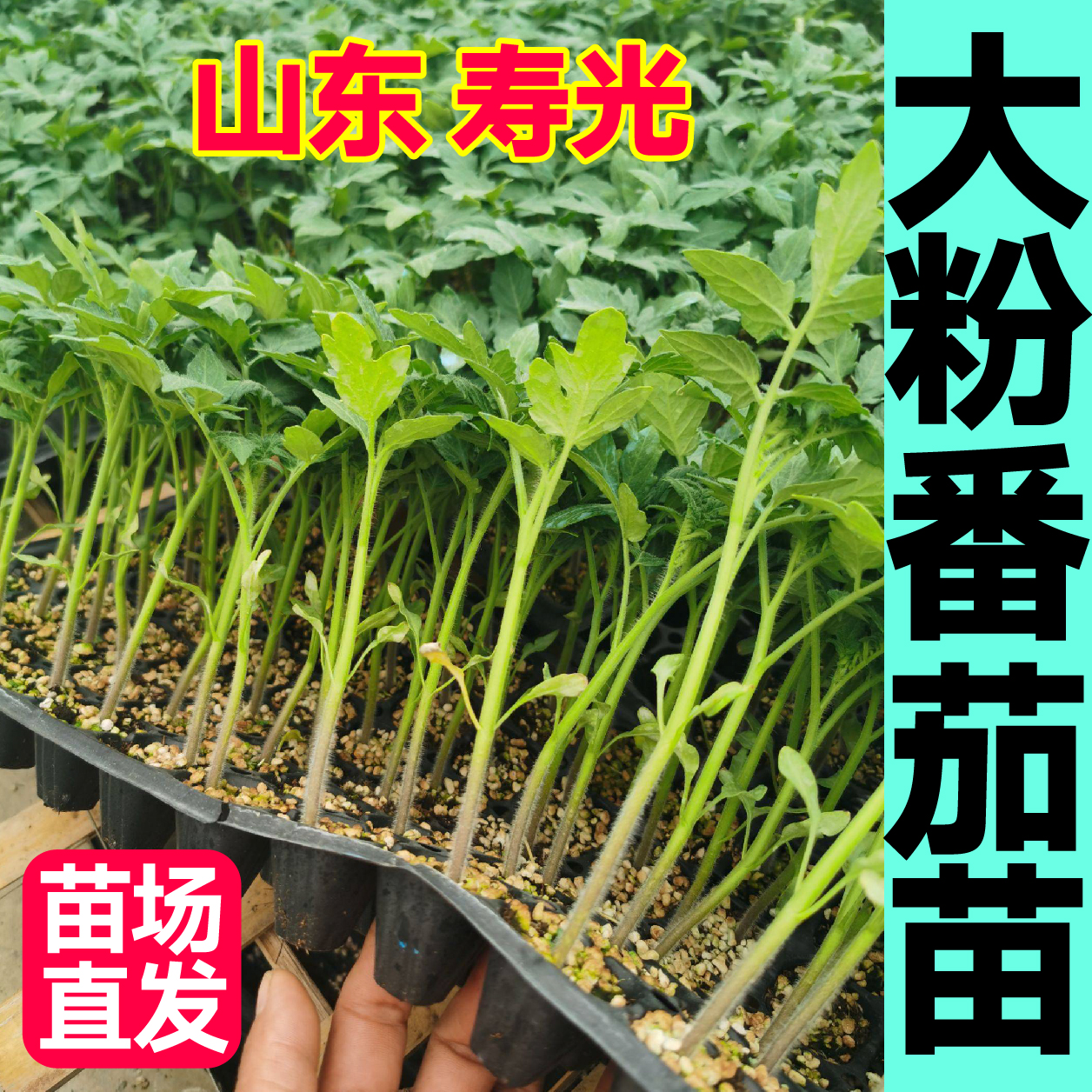 压趴架大粉番茄苗秧苗老品种西红柿种子沙瓤爆甜高产蔬菜四季盆栽 - 图1