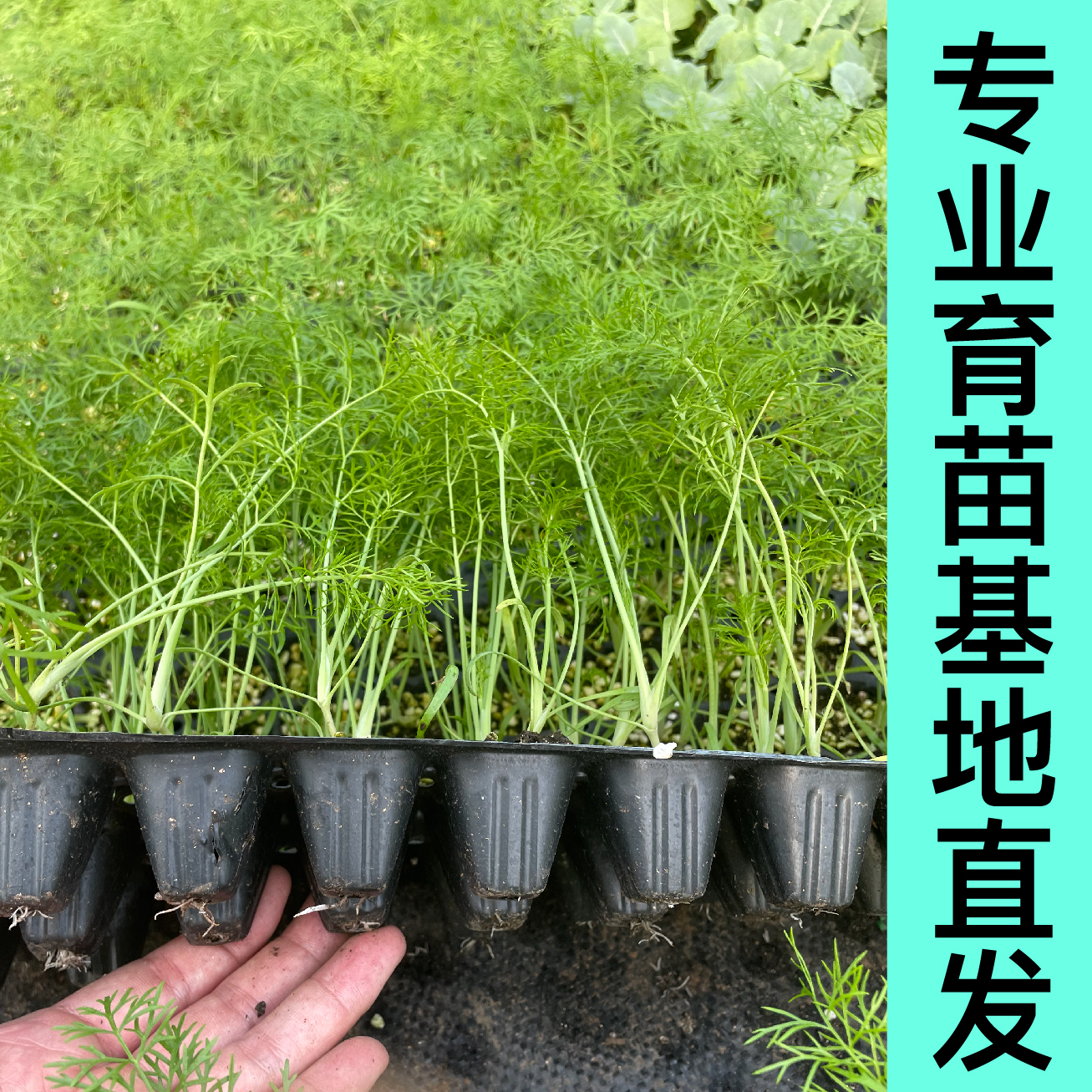 球茎割茬茴香秧苗结球茴香种子食用蔬菜春秋四季盆栽大田蔬菜种苗 - 图2