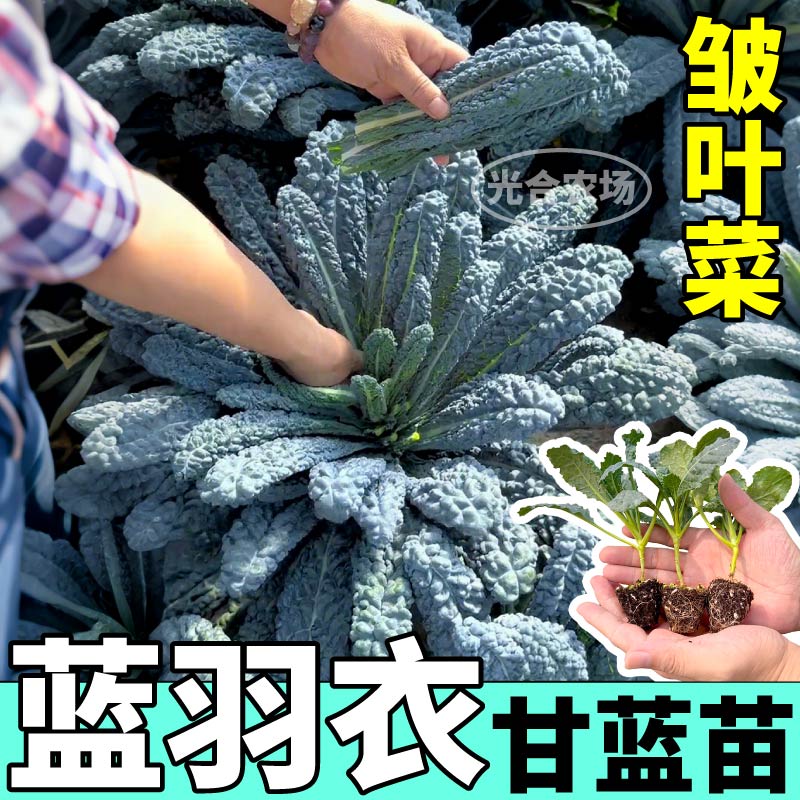 高产皱叶菜苗秧耐寒高产蓝紫粉绿羽衣甘蓝苗种子营养丰富盆栽小院 - 图0