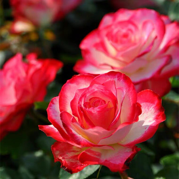 樱桃派对 摩纳哥公爵  丰花品种  盆栽阳台月季绿色植物玫瑰月季,淘宝优惠券,粉丝福利购,淘宝优惠卷