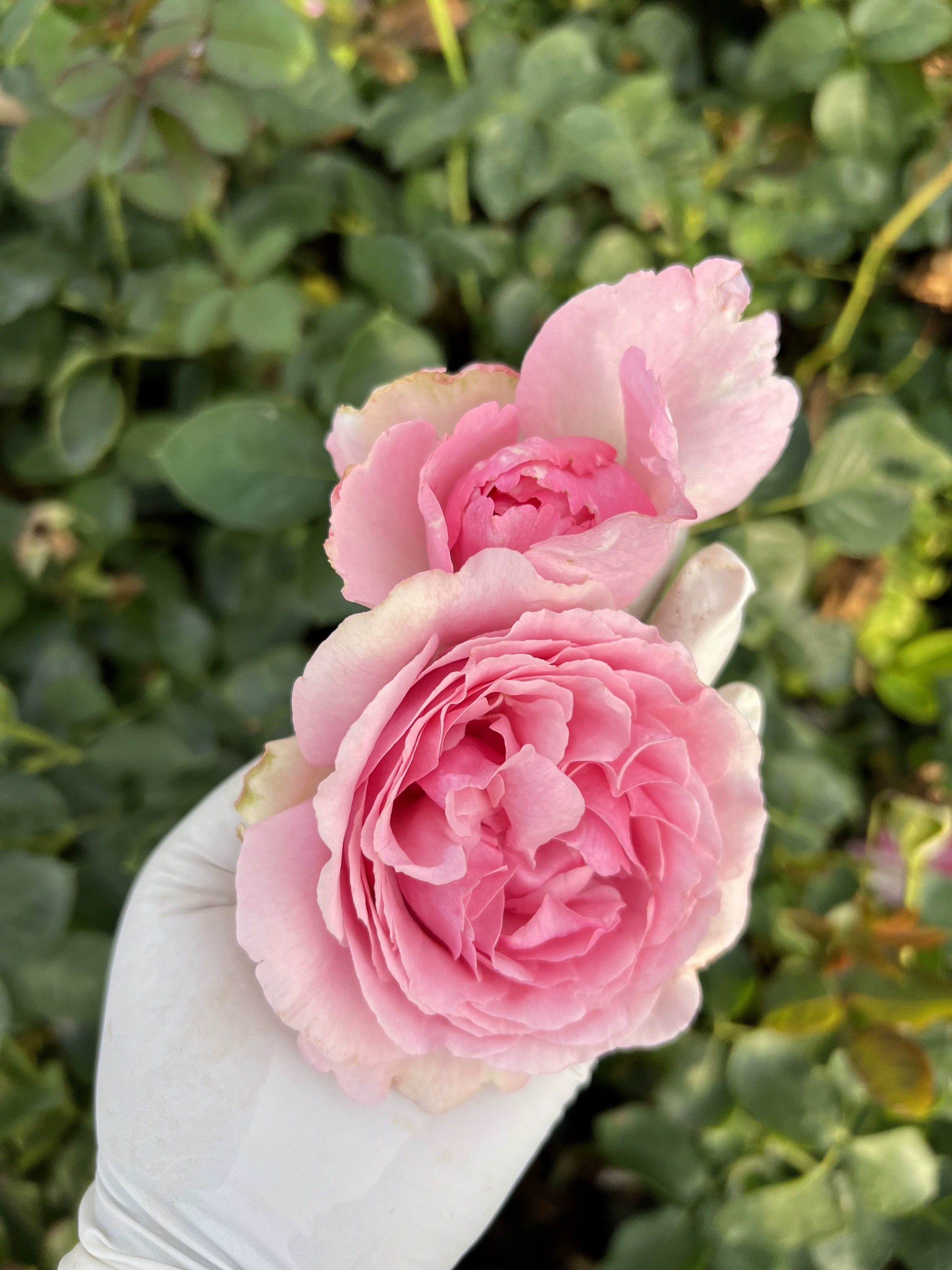 一加仑扦插中苗伊芙直系盲盒原土原盆发货包邮阳台庭院盆栽花苗,淘宝优惠券,粉丝福利购,淘宝优惠卷