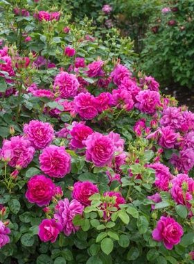 公主绿植盆栽月季玫瑰庭院耐寒