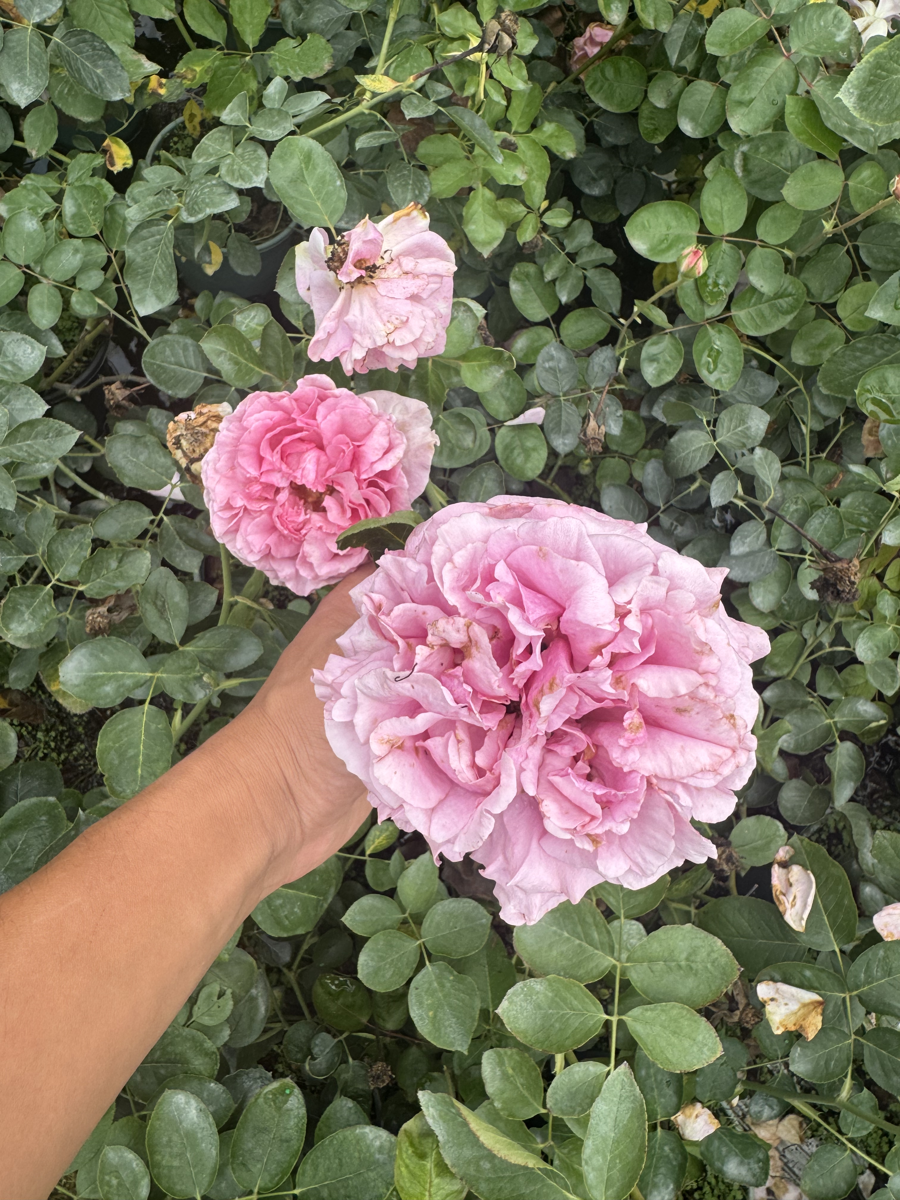 一加仑扦插中苗伊芙直系盲盒原土原盆发货包邮阳台庭院盆栽花苗,淘宝优惠券,粉丝福利购,淘宝优惠卷