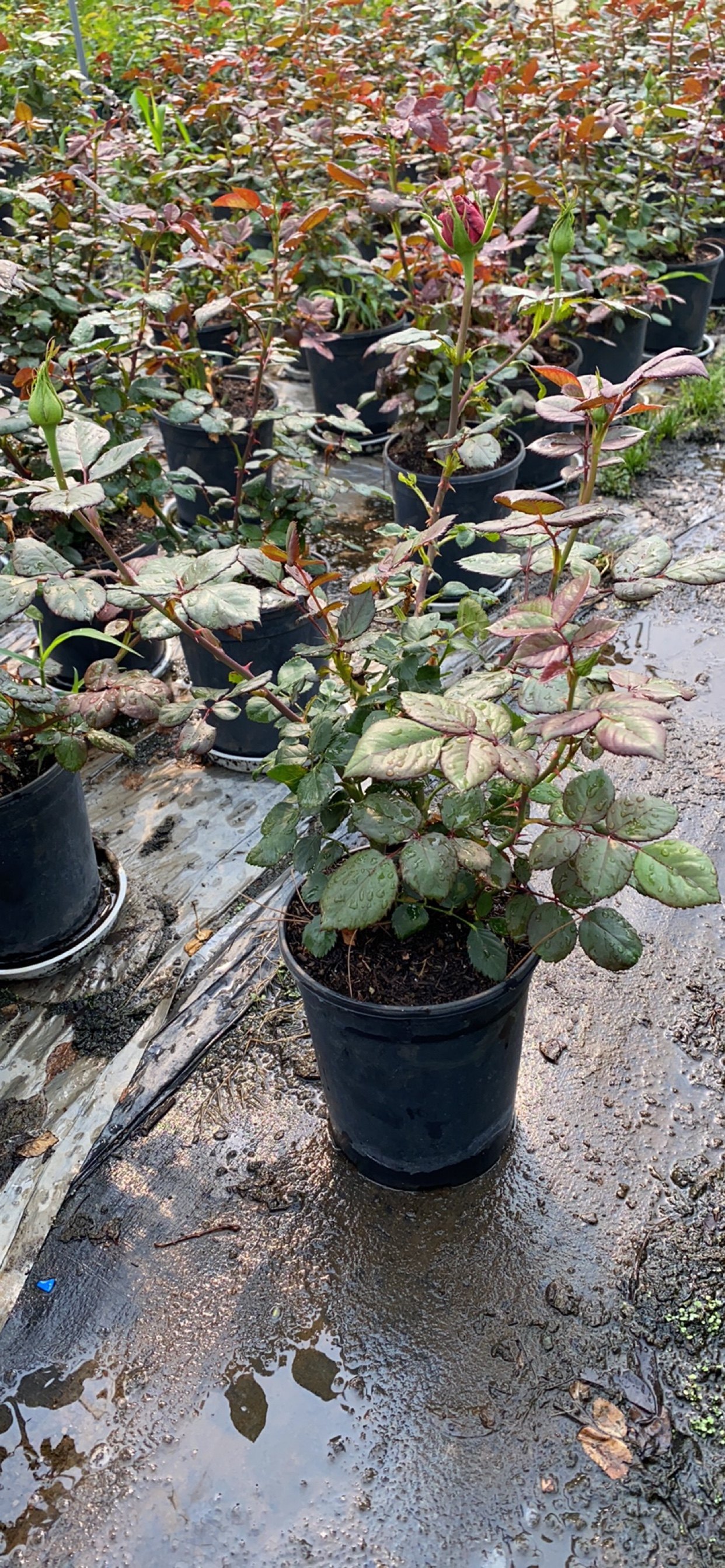 一加仑 高原红 原盆原土发货,淘宝优惠券,粉丝福利购,淘宝优惠卷