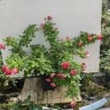 一加仑是藤本胭脂扣原土原盆发货 - 图0