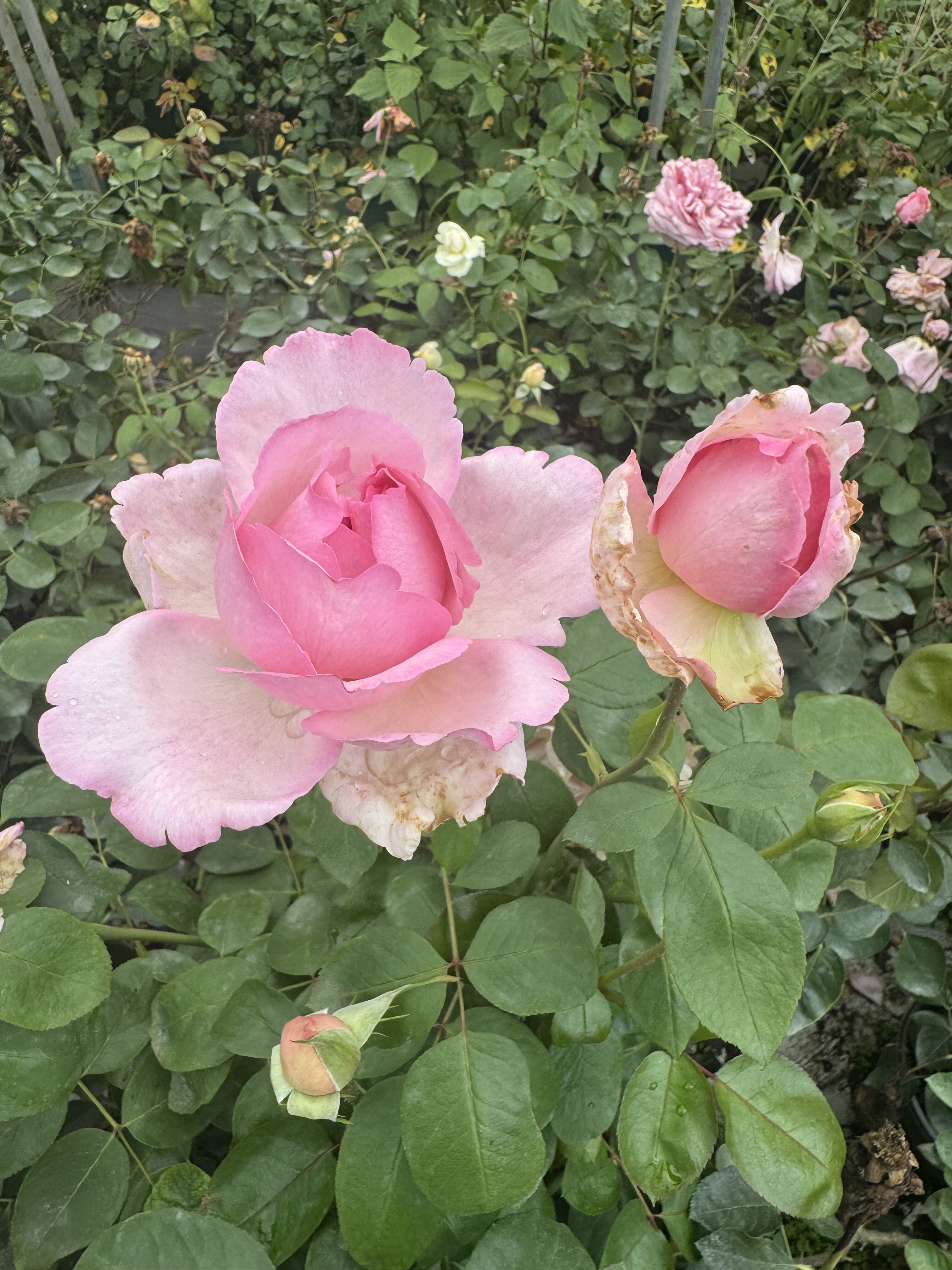 一加仑扦插中苗伊芙直系盲盒原土原盆发货包邮阳台庭院盆栽花苗,淘宝优惠券,粉丝福利购,淘宝优惠卷