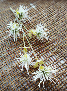 花海大世界塑料仿真花花蕊永生花