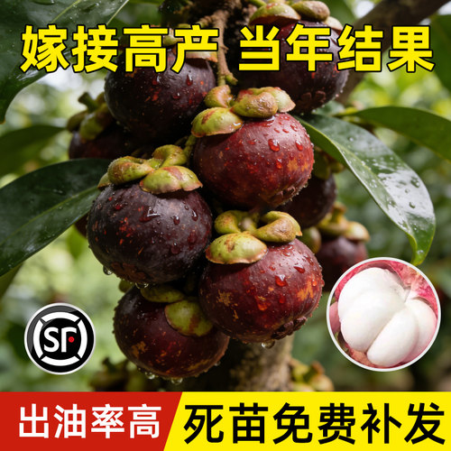 泰国黄金山竹树苗杯苗南方北方种植四季山竹果苗盆栽地栽当年结果 - 图3