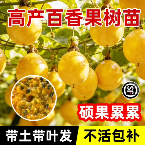 正宗黄金百香果树果苗四季不断结果钦蜜9号嫁接树苗南方种植盆栽 - 图0