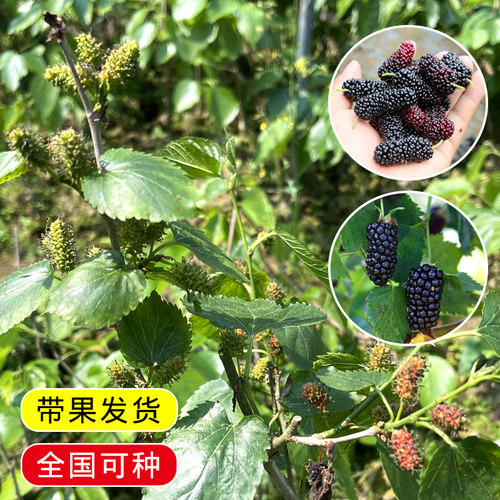正宗四季台湾长果桑苗带果嫁接桑葚树苗无籽黑桑果树桑葚当年结果 - 图1