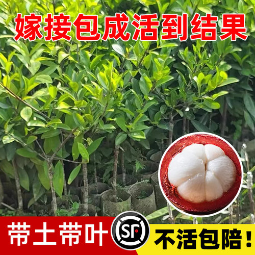 泰国黄金山竹树苗杯苗南方北方种植四季山竹果苗盆栽地栽当年结果 - 图0