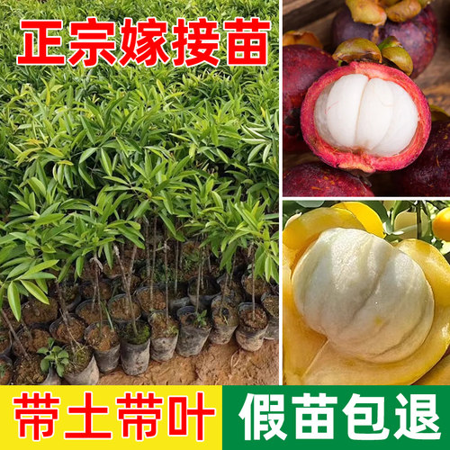 泰国黄金山竹树苗杯苗南方北方种植四季山竹果苗盆栽地栽当年结果 - 图1