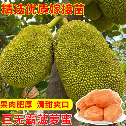 菠萝蜜树树苗嫁接果树果苗四季水果苗室内外庭院盆栽种苗耐寒榴莲 - 图2