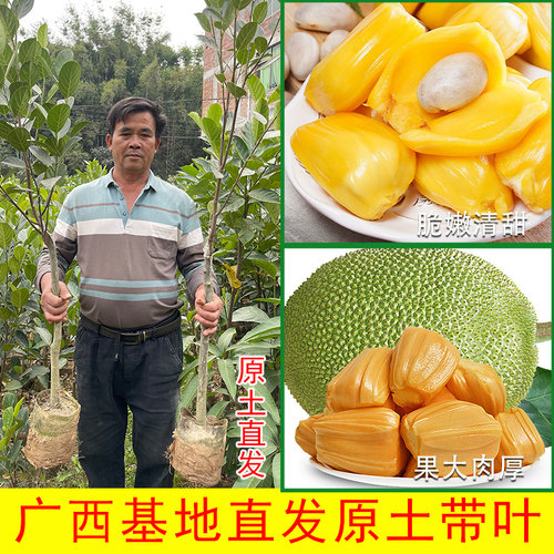 菠萝蜜树树苗嫁接果树果苗四季水果苗室内外庭院盆栽种苗耐寒榴莲 - 图1