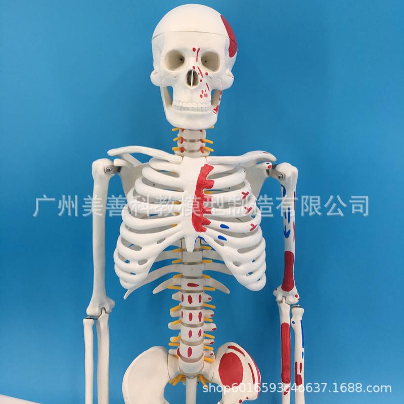 人体骨骼模型85cm 附半边肌肉着色模型 附肌肉起止点 椎间盘神经 - 图1