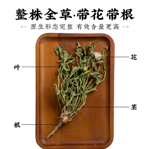 寻百草蒲公英中药材正品500g野生整株蒲公英新蒲公英根夏枯草郁金 - 图1