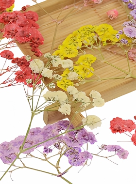 满天星押花干花植物标本滴胶压花