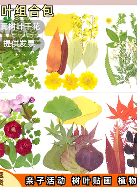 真树叶植物标本干花压花材料组合