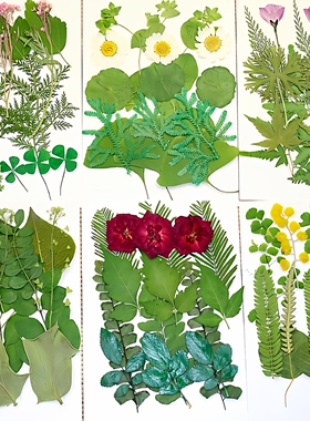 24节气绿叶组合包真树叶植物标本