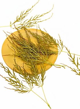 羽毛枫叶制作真植物干花粘贴画