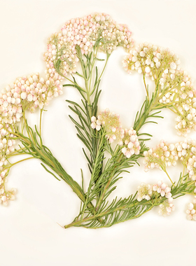 米花澳洲米花干花压花
