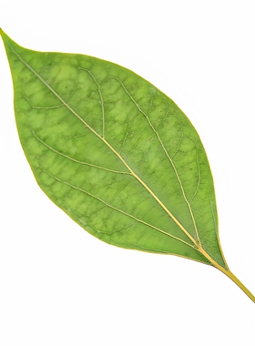 香樟叶子压花押花天然植物标本