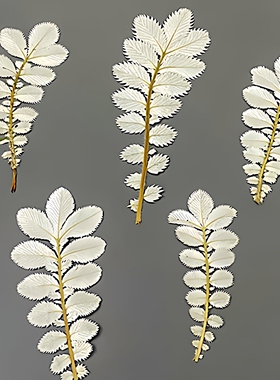 委陵菜押花压花干花书签diy材料