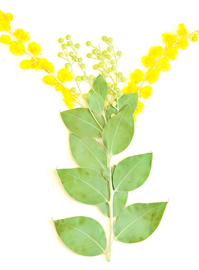 金合欢押花干花材料包