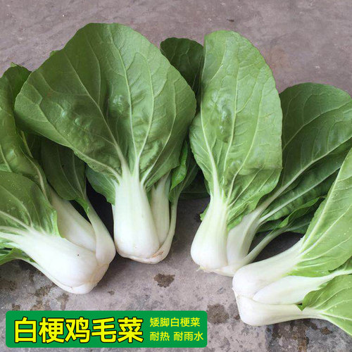 白梗鸡毛菜种子耐热快菜矮脚小白菜种籽春季夏季秋季四季青菜种籽 - 图1