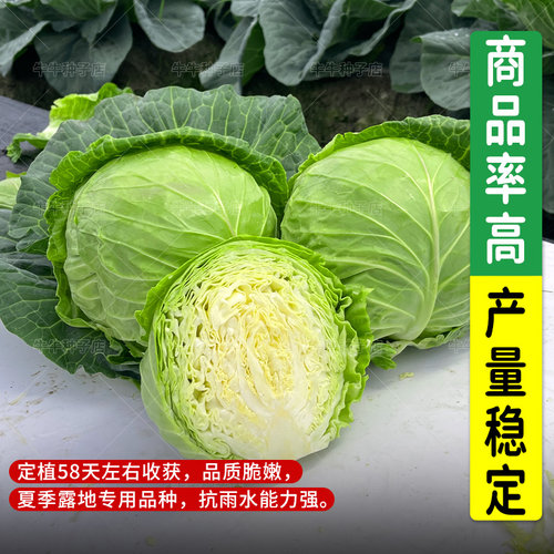 夏播甘蓝种子露天种耐热耐高温绿甘蓝包菜种籽四季播抗病耐裂种孑 - 图1
