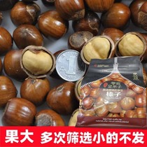 2023 new stock Northeast big fruit cooked hazelnut 4 catty 4 bags with single delivery clip large iron pan bulky dried fruit Xiaofeng