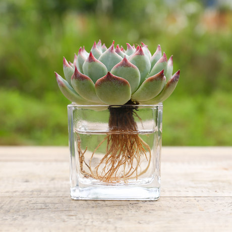 多肉植物水培室内超萌吉娃娃大老桩莎莎女王水培植物