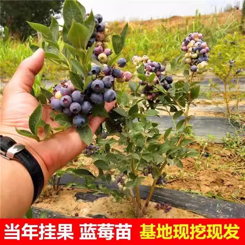 特大蓝莓树果苗盆栽地栽带果发货南北方种植奥尼尔蓝莓苗当年结果 - 图1