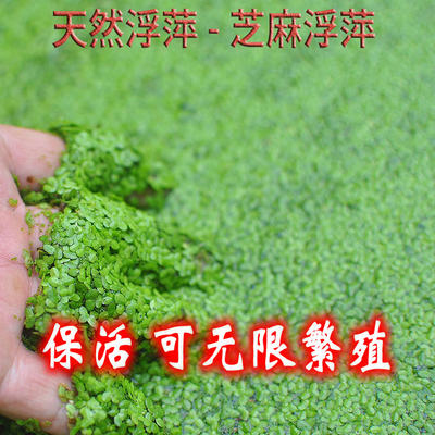 芝麻浮萍小青萍水草水葫芦水芙蓉鱼缸鱼塘鱼池河道景观净化水质 虎窝淘