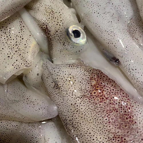 速冻东海野生小笔管鱿鱼鲜活海兔子宁波叽咕墨鱼仔乌贼八爪鱼2斤 - 图1