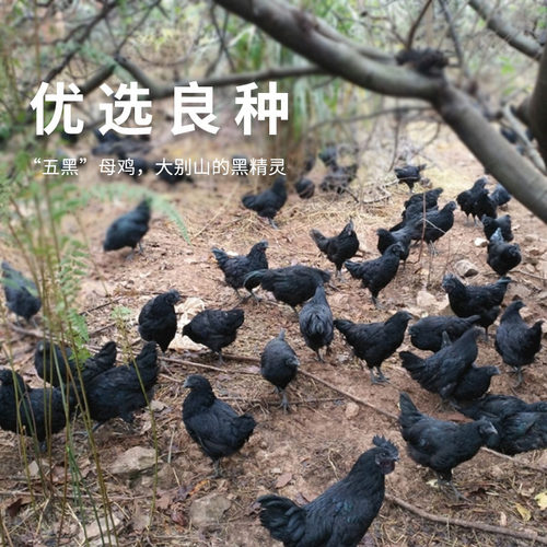 2只乌鸡新鲜宰杀正宗精品五黑鸡土鸡农家散养乌骨鸡老母鸡整只 - 图1