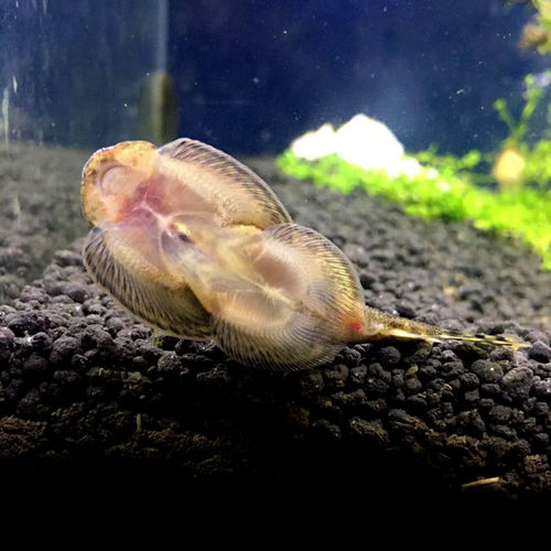 冷水清道夫吸鳅贵州爬岩鳅斗鱼除藻鱼观赏鱼活体冷水鱼配锦鲤金鱼 - 图1