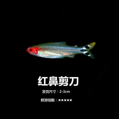 活体热带鱼小型淡水鱼苗观赏鱼宝莲灯红鼻剪刀三角灯鱼灯科鱼群游 虎窝淘
