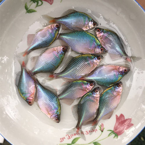 鳑鲏活体淡冷水不加温观赏除藻工具小型群游鱼原生旁皮鱼好养包邮 - 图2