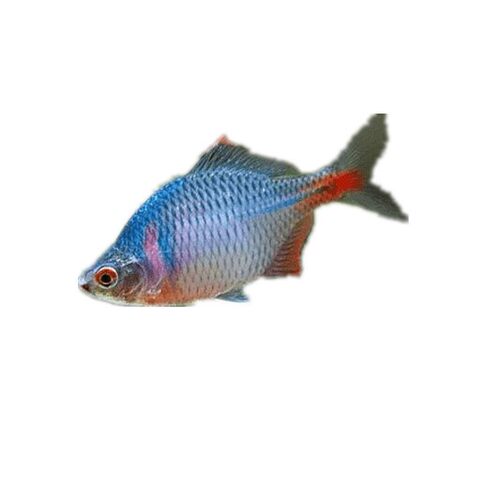 鳑鲏活体淡冷水不加温观赏除藻工具小型群游鱼原生旁皮鱼好养包邮 - 图3