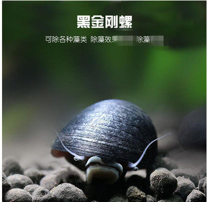 5只包邮 淡水观赏螺除藻螺 黑金刚螺斑马螺杀手螺黄金螺紫纹螺 - 图3