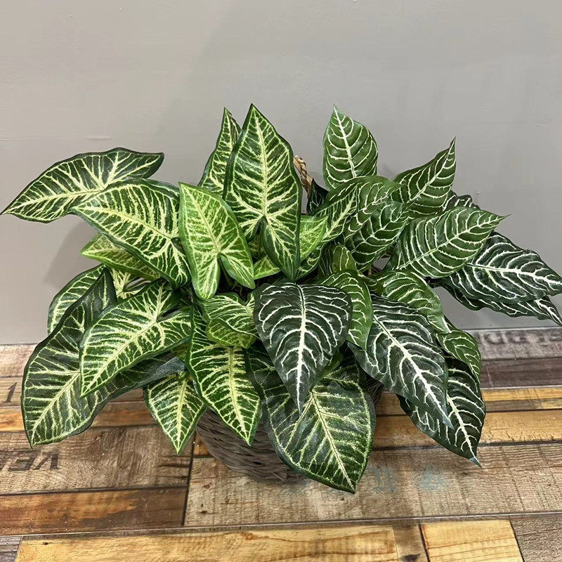 把束大叶片仿真绿植地面造景装饰搭配万年青 斑马叶 海芋叶春雨叶,淘宝优惠券,粉丝福利购,淘宝优惠卷