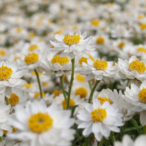 深山花奴 盆苗姬麦竿菊纸鳞托菊耐寒多年生草本花卉庭院楼顶阳台 - 图0