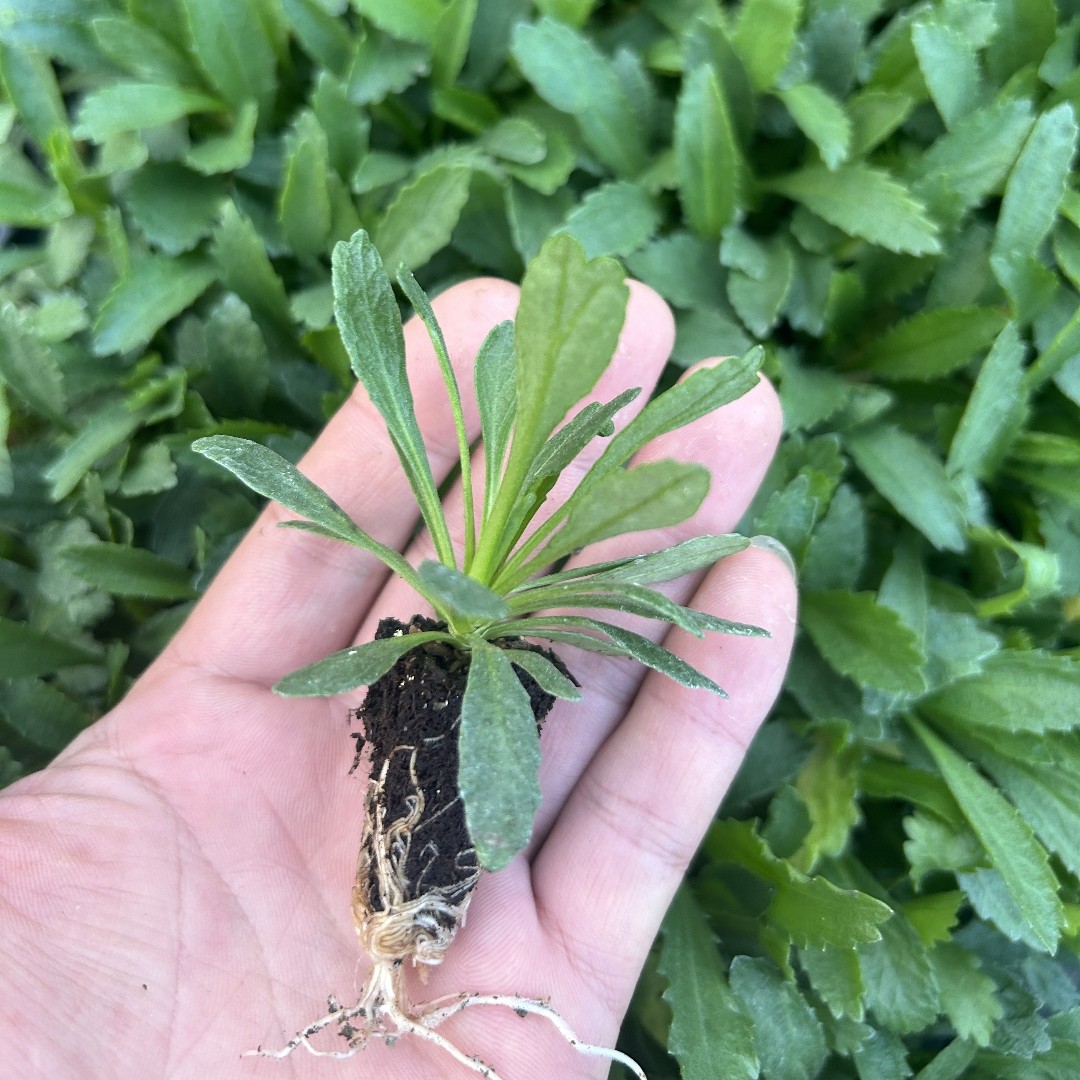 深山花奴盆苗大滨菊名媛多年生白雪公主盆栽阳台庭院花卉耐热好养,淘宝优惠券,粉丝福利购,淘宝优惠卷