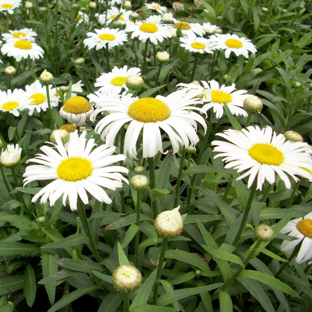 深山花奴盆苗大滨菊名媛多年生白雪公主盆栽阳台庭院花卉耐热好养,淘宝优惠券,粉丝福利购,淘宝优惠卷