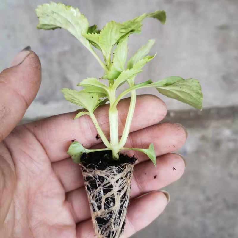 夏堇 小苗耐热好养夏堇阳台庭院穴盘苗承包半年的阳台的开花机器 - 图3